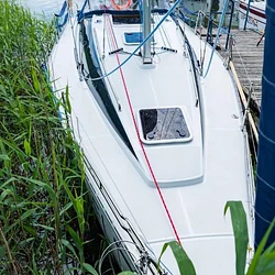 Hornet 29