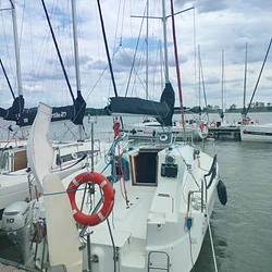 Hornet 29