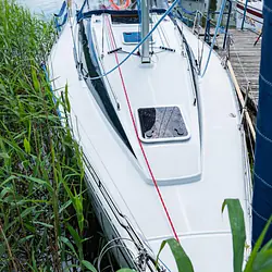 Hornet 29